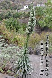 Image result for Echium