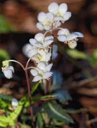 Image result for Geophila erythrocarpa