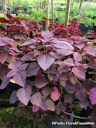 Image result for Coleus hadiensis