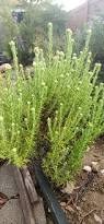 Image result for Pseudognaphalium oligandrum