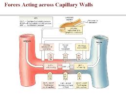 Anatomy Physiology Sixth Edition Lecture 21 Blood Vessels