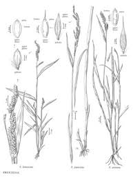 Image result for Eriochloa