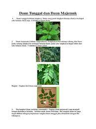 Fungsi dan gambar struktur anatomi daun tumbuhan. Daun Tunggal Dan Daun Majemuk