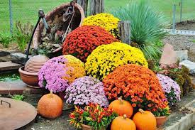The Meaning Of Mums - Stutzmans Greenhouse Garden Centersthe Meaning Of Mums - Stutzmans Greenhouse Garde Meaning Of Mum Garden Center Greenhouse Gardening