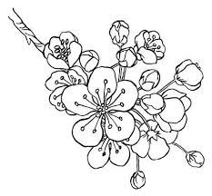 dessin la main pommier branche dans l art de ligne fleurs isol sur un fond blanc illustration vect flower drawing line drawings apple coloriage minnie mouse xxi