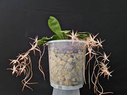 Image result for Aerangis