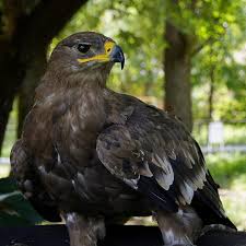 40 lebih foto burung elang keren drawings art gallery. Burung Rajawali Elang Elang Emas Predator Burung Ras Berbulu Kuning Paruh Sayap Pikist