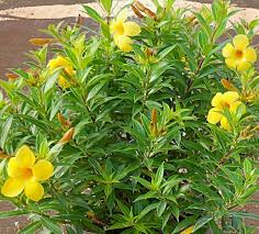 Árbol que alcanza lo 18m de altura, de copa irregular y globosa. Allamanda Familia Apocynaceae Como Curar Y Cultivar Las Plantas De Allamanda