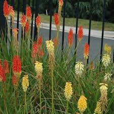 Image result for Kniphofia princeae