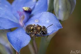 Image result for Lipotriche pungens