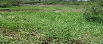 Image result for Harpachne schimperi