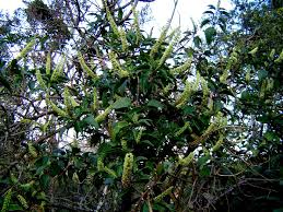 Image result for Phytolacca dodecandra