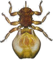 Image result for what do Mallophaga look like in dog fur