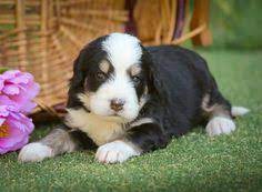Our puppies are usually reserved long before they're born. Walnut Valley Puppies Walnutvalleypuppies Profile Pinterest