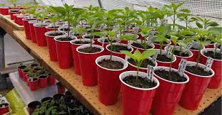 Now that i know the process. How To Make Money Growing Plants At Home An Easy Side Hustle