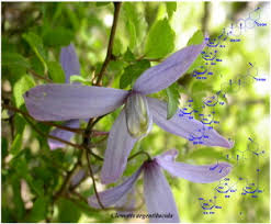 Learn about the potential benefits of clematis including contraindications, adverse reactions, toxicology, pharmacology and historical usage. Two New Cytotoxic Triterpenoid Saponins From The Roots Of Clematis Argentilucida Sciencedirect