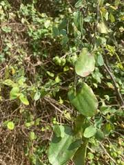 Image result for Cocculus hirsutus