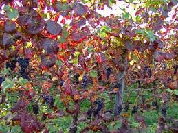 Image result for Grapevine leafroll virus