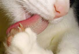 You can also check out the following site for info and pictures on eosinophilic granuloma complex.actually the one photo on the top of the page has a kitty with a similar looking lesion on his nose.my one cat has a form of this, its an autoimmune disease, he ends up with tiny scabs on his. Pictures Of Skin Problems In Cats
