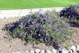 How much does the shipping cost for vine with purple flowers? Purple Lilac Vine Archives Desert Gardening 101