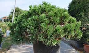 Xfrogplants mugo pine eu 3d model available on turbo squid, the world's leading provider of digital 3d models for visualization, films, television, and games. Pinus Mugo Mughus Dwarf Mountain Pine Shrub Garden Plants Online