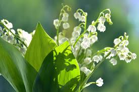They have been part of the start of may events which have occurred in 2009, 2010, 2011, 2013, 2015, 2016, 2018, 2019, and 2020. Lily Of The Valley How To Plant Grow And Care For Lily Of The Valley Flowers The Old Farmer S Almanac