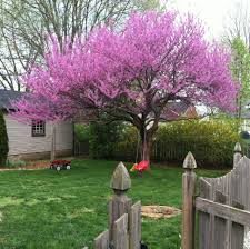 If your plants become overgrown in time, they can easily be removed and transplanted somewhere else. Pin By Jose Osornio On Garden Redbud Tree Flowering Trees Backyard Landscaping