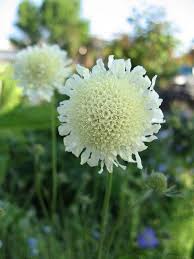 Scabiosa Ochroleuca Weisse Blumen Skabiose Garten