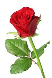 Image result for Rosaceae