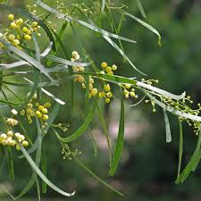 Image result for Acacia
