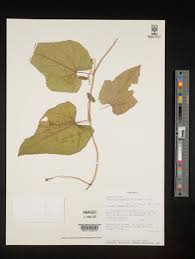 Image result for Coccinia senensis