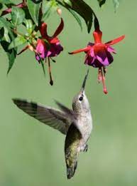 We did not find results for: Hanging Baskets For Attracting Hummingbirds Thriftyfun