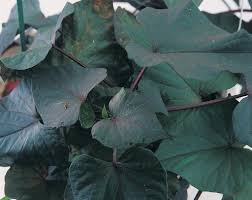 Image result for Ipomoea batatas pots