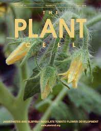 Start studying flower male/female parts. Discovery In Tomato Plants How Does The Fruit Get Its Seeds Leibniz Institut Fur Pflanzenbiochemie