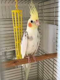 オカメインコ 里親募集2018 無償 鳥と暮らす