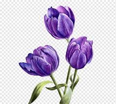 I have no idea what this plant is. Watercolor Flowers Purple Flowers Autumn Green Leaf Png Pngwing