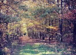 HD forrest at autumn autumn wallpapers