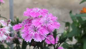 We did not find results for: å¤ãã‹ã‚‰æ„›ã•ã‚Œã¦ã„ã‚‹ãƒŠãƒ‡ã‚·ã‚³ æ'«å­ å¢—ã‚„ã—æ–¹ã‚„èŠ±ã‚'é£Ÿã¹ã‚‹å®³è™«ã‚'çŸ¥ã‚ã† Lovegreen ãƒ©ãƒ–ã‚°ãƒªãƒ¼ãƒ³