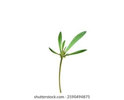 Image result for Hypertelis cerviana