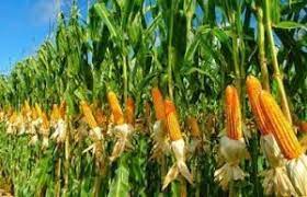 Kelas liliopsida dalam sistem takhtajan dan sistem cronquist. 40 Contoh Tumbuhan Monokotil Dan Dikotil Gambar Ciri Ciri Dan Manfaat Dosenbiologi Com