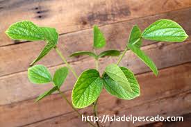 Image result for Dolichos kilimandscharicus