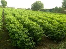 The rhs believes that avoiding pests, diseases and weeds by good practice in cultivation methods, cultivar selection, garden hygiene and encouraging or introducing natural enemies, should be the first line of control. Dashrath Grass Seeds By Harseeds Dashrath Grass Seeds From Jind Haryana Id 5467931