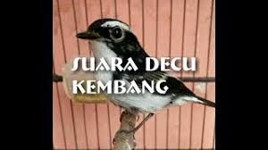 Ruclip.com/video/dn89y0pooxg/видео.html jakem (janda kembang) artis : Suara Decu Kembang Jenis Burung Yang Sulit Di Dengar Suaranya Youtube