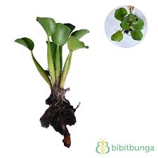 We did not find results for: Jual Tanaman Eceng Gondok Water Hyacinth Bibitbunga Com