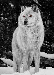 Wolf Amber Eyes Animals Poster Print Metal Posters Displate Wolf Spirit Animal Wolf Dog Wolf With Red Eyes