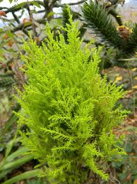 While the goldcrest lemon cypress tree grows naturally in a dense and compact pyramidal form up to 8 feet in height, this is the spiral topiary form. Hesperocyparis Macrocarpa Goldcrest Wilma Dwarf Lemon Cypress North Carolina Extension Gardener Plant Toolbox