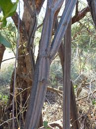 Image result for Grewia olukondae