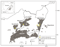 Image result for Warneckea sp.