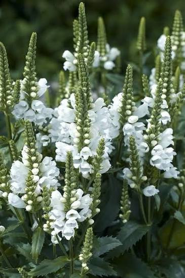 Obedient Plant - Miss Manners
