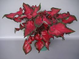 Great mounding habit for hanging baskets or mass planting. Uf 4412 And Uf 4424 Red Lance Leaved Caladium Cultivars In Hortscience Volume 48 Issue 2 2013